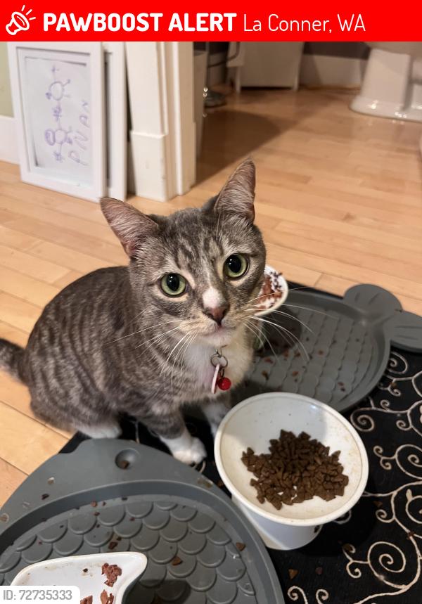 Lost Male Cat last seen Washington St. La Conner library, La Conner, WA 98257