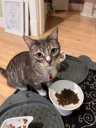 Lost Male Cat last seen Washington St. La Conner library, La Conner, WA 98257