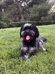 Lost Female Dog last seen ARC parking lot at Irvine Campus, Irvine, CA 92617