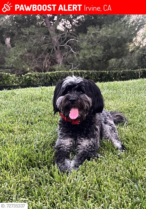Lost Female Dog last seen ARC parking lot at Irvine Campus, Irvine, CA 92617