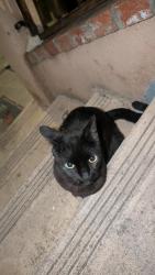 Found/Stray Unknown Cat last seen City Terrace Elementary School, Los Angeles, CA 90063