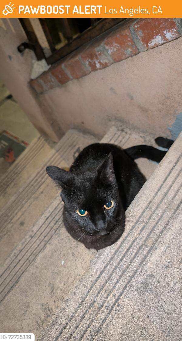 Found/Stray Unknown Cat last seen City Terrace Elementary School, Los Angeles, CA 90063