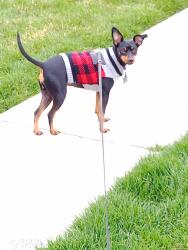 Lost Female Dog last seen Between 700 E and 900 E and 3900 S, Millcreek, UT 84106