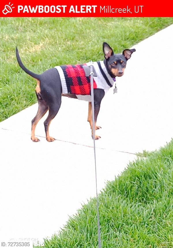 Lost Female Dog last seen Between 700 E and 900 E and 3900 S, Millcreek, UT 84106
