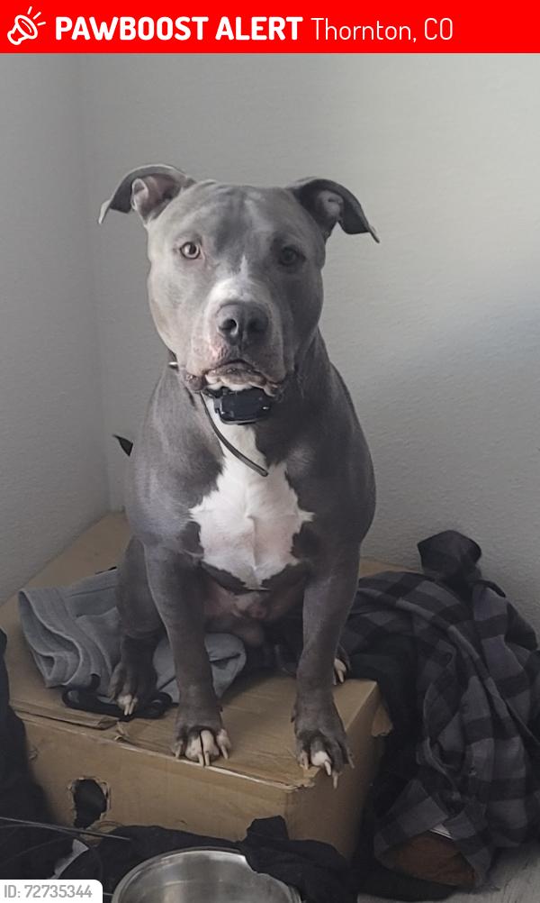 Lost Male Dog last seen 92nd and pecos, Thornton, CO 80260