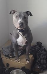 Lost Male Dog last seen 92nd and pecos, Thornton, CO 80260
