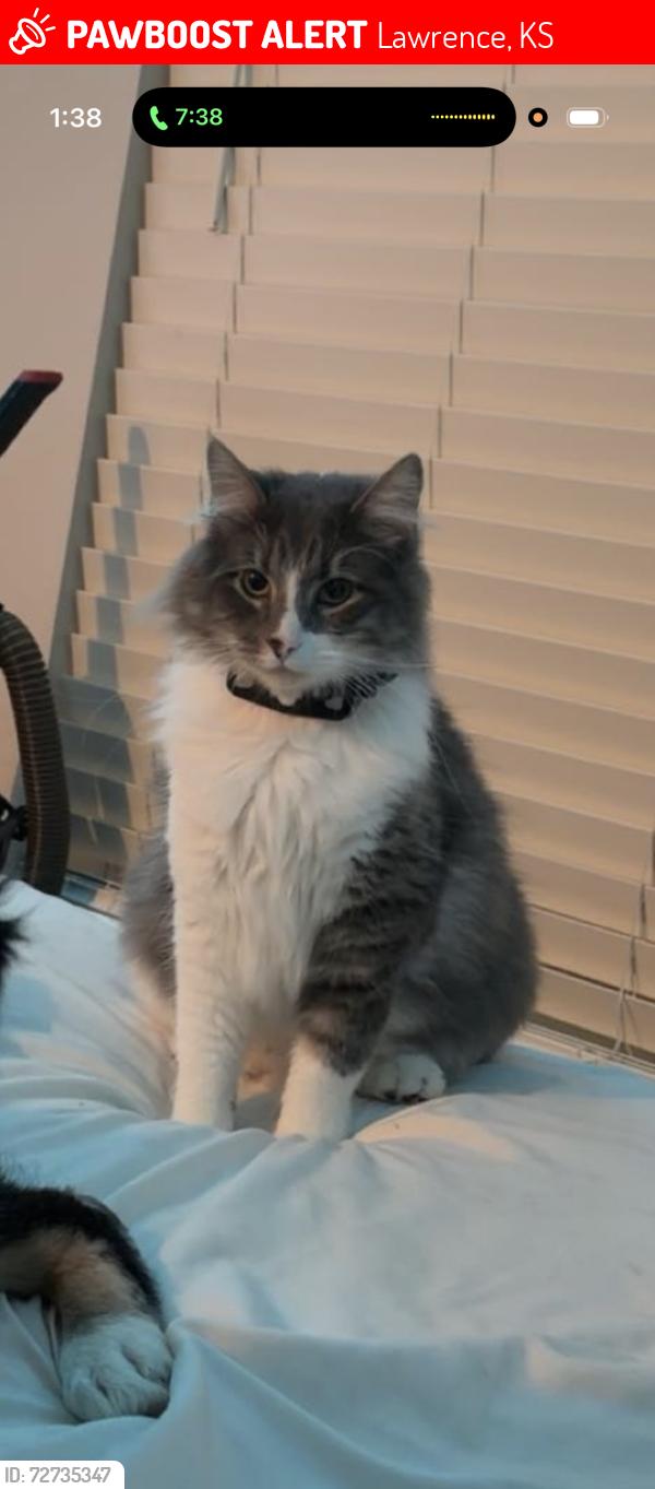 Lost Male Cat last seen The links by rock chalk , Lawrence, KS 66049