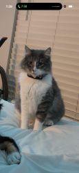 Lost Male Cat last seen The links by rock chalk , Lawrence, KS 66049