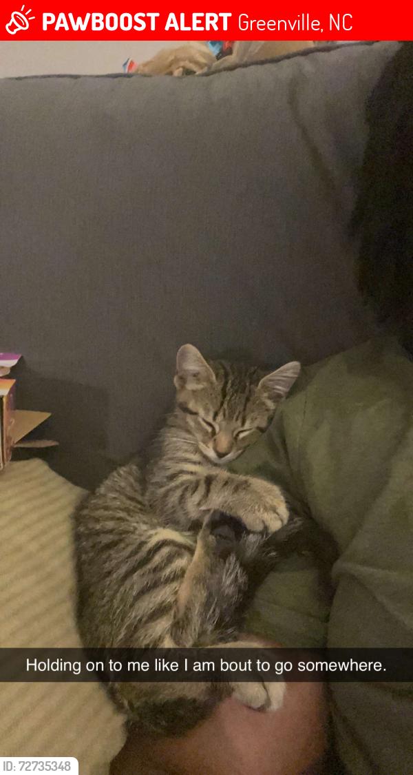 Lost Male Cat last seen Bradford dr, Greenville, NC 27858
