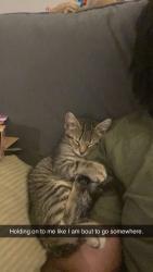 Lost Male Cat last seen Bradford dr, Greenville, NC 27858