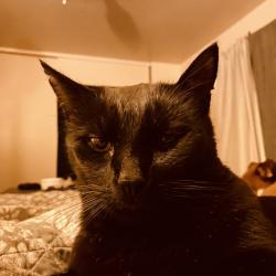 Lost Male Cat last seen San Gabriel Rd , Atascadero, CA 93422