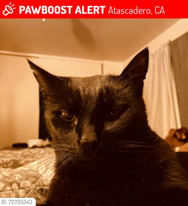 Lost Male Cat last seen San Gabriel Rd , Atascadero, CA 93422
