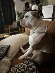 Lost Male Dog last seen Brandsford road in Scottsville , Scottsville, KY 42164
