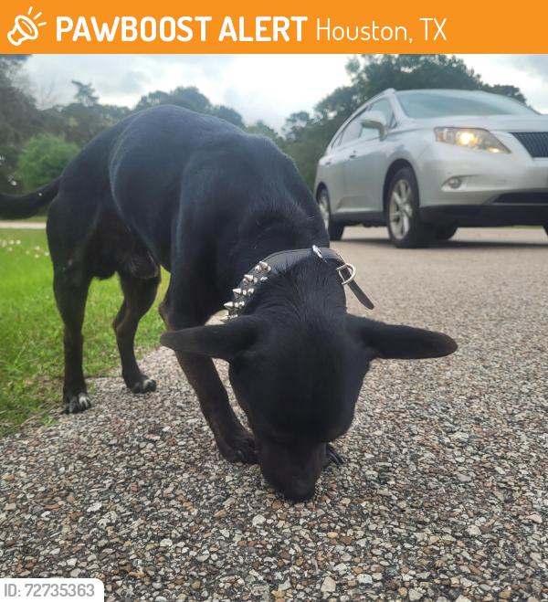 Found/Stray Male Dog last seen Abercrombie St & Bear Creek Drive, Houston, TX 77084