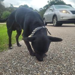 Found/Stray Male Dog last seen Abercrombie St & Bear Creek Drive, Houston, TX 77084