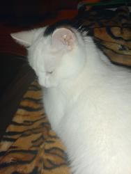 Lost Female Cat last seen near Ridge Avenue Harpenden, Hertfordshire, England AL5