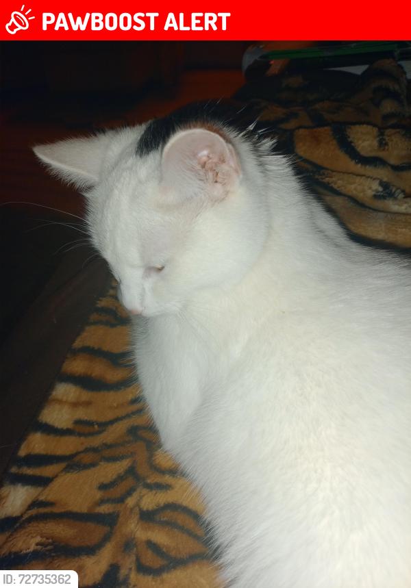 Lost Female Cat last seen near Ridge Avenue Harpenden, Hertfordshire, England AL5