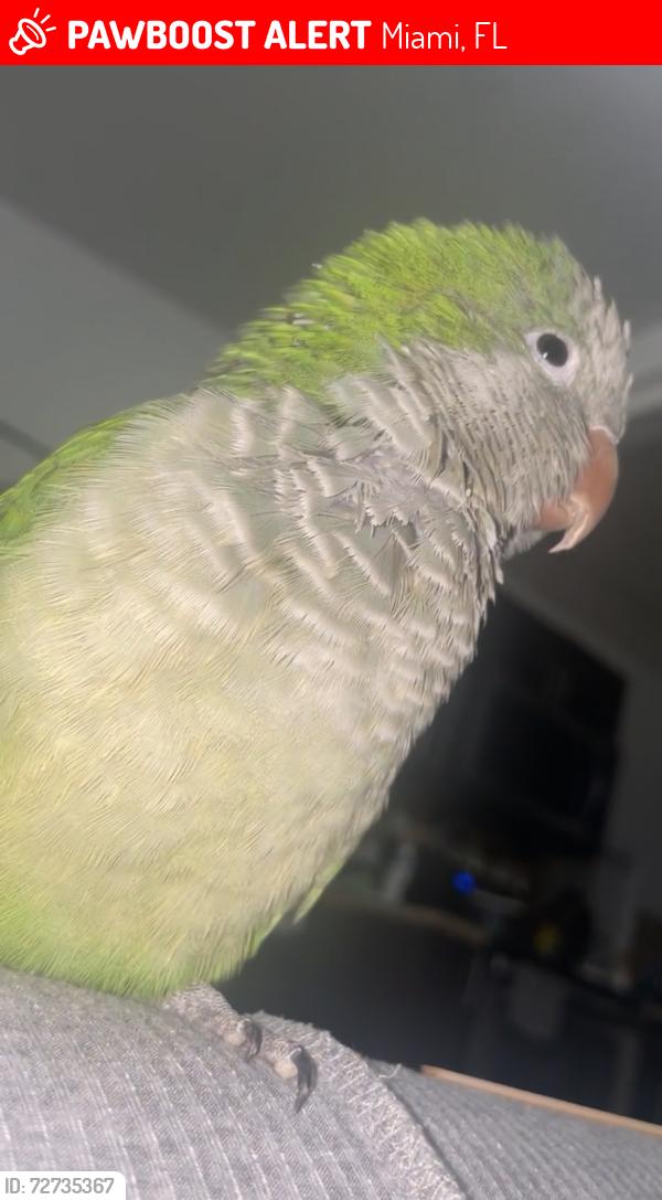 Lost Male Bird last seen Near Nw 43rd St Miami FL 33142, Miami, FL 33142