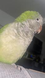 Lost Male Bird last seen Near Nw 43rd St Miami FL 33142, Miami, FL 33142