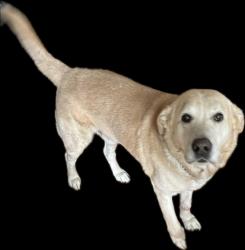 Lost Male Dog last seen Shady nook at morning sise, Friendswood, TX 77546