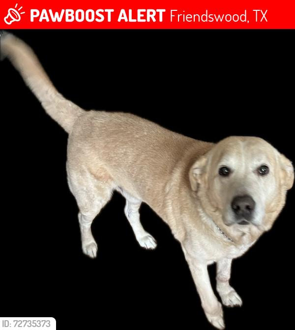Lost Male Dog last seen Shady nook at morning sise, Friendswood, TX 77546