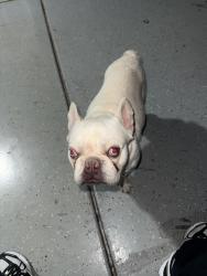 Found/Stray Male Dog last seen Washburn/Bruce, North Las Vegas, NV 89081