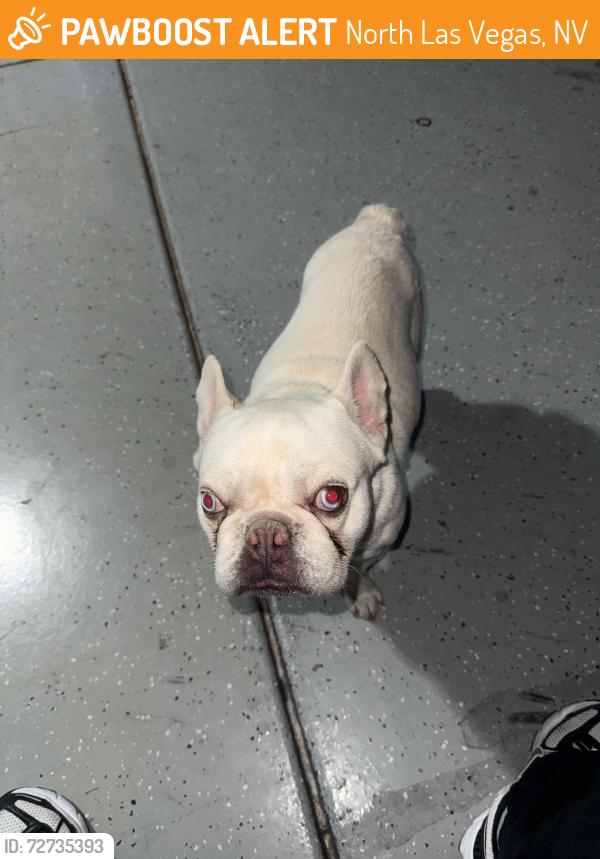 Found/Stray Male Dog last seen Washburn/Bruce, North Las Vegas, NV 89081