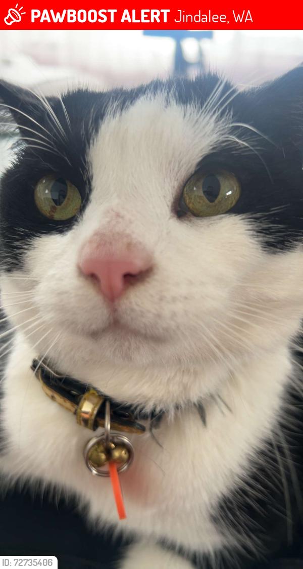 Lost Male Cat last seen Dotterel green jindalee , Jindalee, WA 6036