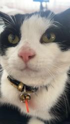 Lost Male Cat last seen Dotterel green jindalee , Jindalee, WA 6036