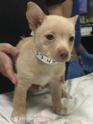 Shelter Stray Female Dog last seen JURUPA AVE & VAN BUREN BOULEVARD RIVERSIDE, CA 92503, Jurupa Valley, CA 92509