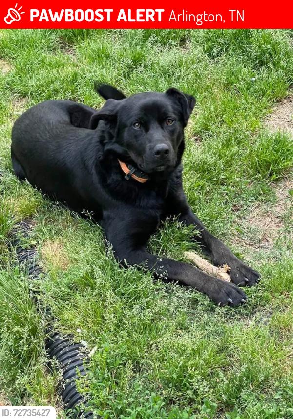 Lost Female Dog last seen Old Brunswick and Stewart , Arlington, TN 38002