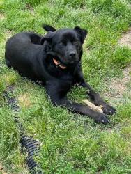 Lost Female Dog last seen Old Brunswick and Stewart , Arlington, TN 38002