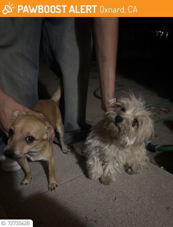 Found/Stray Female Dog last seen Hill St, Oxnard, CA 93030