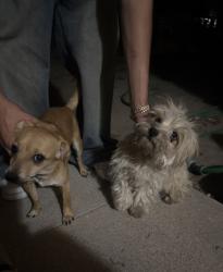 Found/Stray Female Dog last seen Hill St, Oxnard, CA 93030