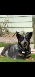 Lost Female Dog last seen Cornell st and Vanderbilt Dr, Bakersfield, CA 93305