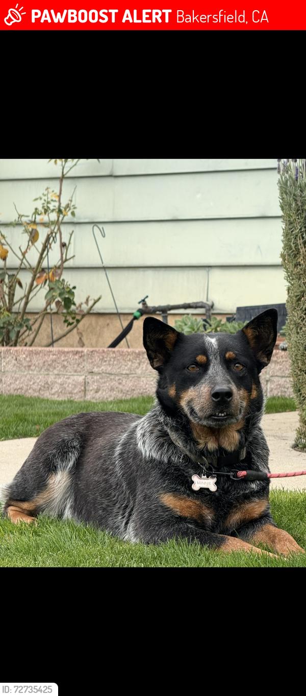 Lost Female Dog last seen Cornell st and Vanderbilt Dr, Bakersfield, CA 93305