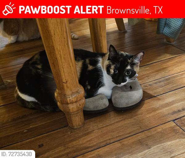 Lost Female Cat last seen la caretta trail, Brownsville, TX 78526