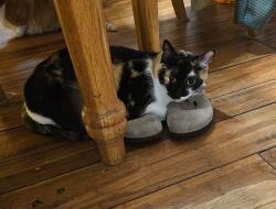 Lost Female Cat last seen la caretta trail, Brownsville, TX 78526