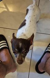 Lost Male Dog last seen Terol Court 92114, San Diego, CA 92114