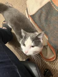 Lost Male Cat last seen 7th ave Union Hills, Phoenix, AZ 85027
