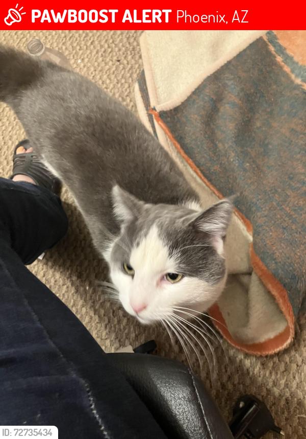 Lost Male Cat last seen 7th ave Union Hills, Phoenix, AZ 85027