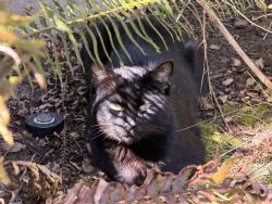 Found/Stray Unknown Cat last seen SW Oleson Rd and SW Miles Ct, Beaverton, OR 97223