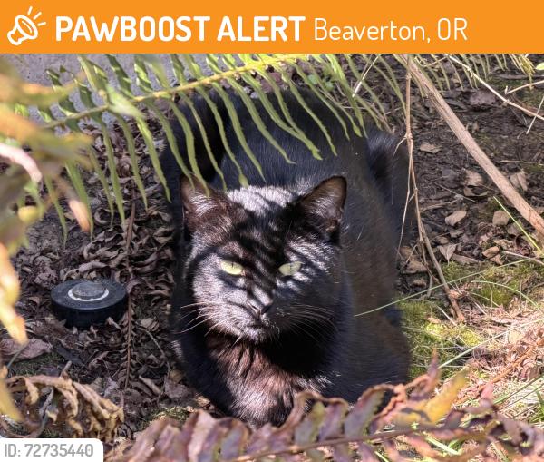 Found/Stray Unknown Cat last seen SW Oleson Rd and SW Miles Ct, Beaverton, OR 97223