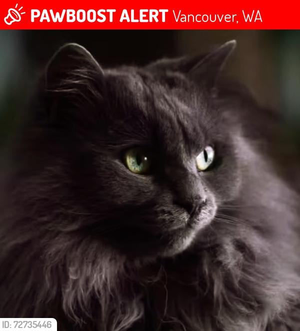 Lost Male Cat last seen 53rd St. and 50th St. and 242nd Ave., Vancouver, WA 98682