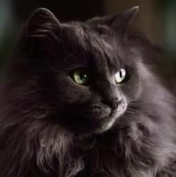 Lost Male Cat last seen 53rd St. and 50th St. and 242nd Ave., Vancouver, WA 98682