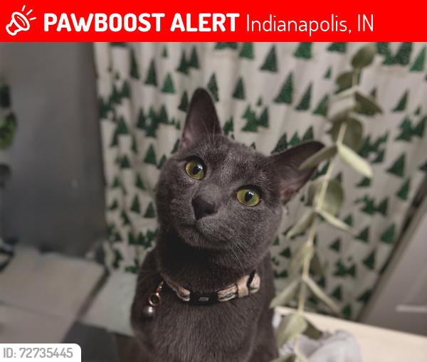 Lost Male Cat last seen 79th and Harcourt , Indianapolis, IN 46260