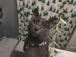 Lost Male Cat last seen 79th and Harcourt , Indianapolis, IN 46260