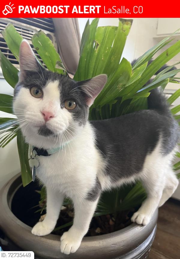 Lost Male Cat last seen Family dollar , LaSalle, CO 80645