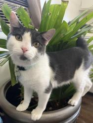 Lost Male Cat last seen Family dollar , LaSalle, CO 80645