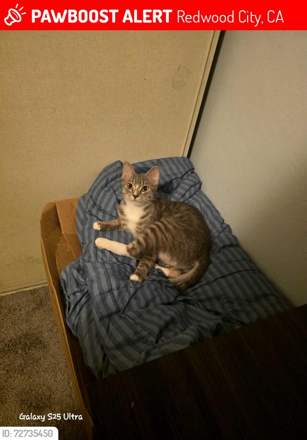 Lost Female Cat last seen Near Standford Avenue, Redwood city ca 94063, Redwood City, CA 94063